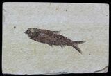 Detailed, Knightia Fossil Fish - Wyoming #57081-1